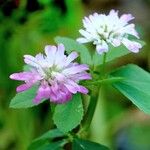 Trifolium resupinatum Квітка