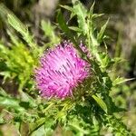 Carduus acanthoides Flor