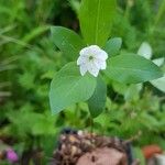 Lysimachia europaea Кветка