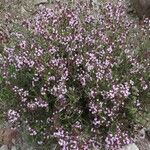 Thymus vulgarisFlor