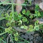 Medicago arabica Leaf