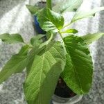 Amaranthus viridis Leaf