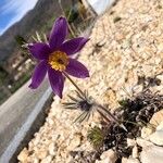 Pulsatilla vulgaris फूल