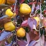 Diospyros virginiana Fruto
