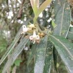 Myrcia splendens Leaf