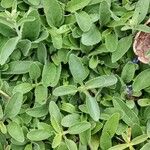 Veronica spicata Leaf