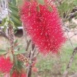 Melaleuca rugulosa Flower