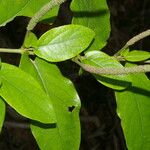 Piper tuberculatum Flor