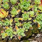 Saxifraga paniculata Leaf