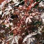 Hibiscus acetosella Φύλλο