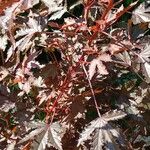 Hibiscus acetosella Blatt