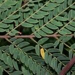 Albizia carbonaria Feuille