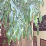 Dracaena arborea Leaf