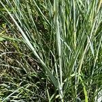 Andropogon hallii