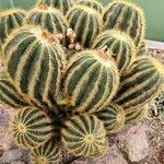 Parodia magnifica Агульны выгляд