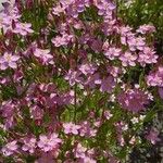 Centaurium erythraea Habit