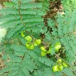 Caesalpinia coriaria Hoja