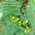 Caesalpinia coriaria Foglia