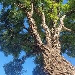 Zanthoxylum chalybeum Bark