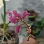 Rodriguezia lanceolata Flower