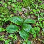 Cypripedium acaule 葉