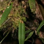 Pleurothallis discoidea आदत