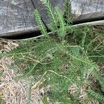 Achillea odorata ഇല