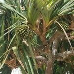 Pandanus utilis Frucht