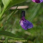 Lathyrus vivantii Fleur