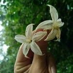 Mussaenda landia Fleur