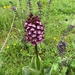 Orchis purpurea Flower