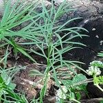 Nigella sativa Blad