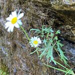 Leucanthemum adustum Habitat