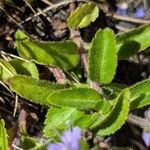 Veronica officinalis Yaprak