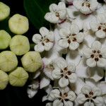 Asclepias variegata Blüte
