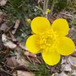 Ranunculus monspeliacus Floare