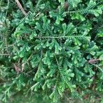 Selaginella martensii Foglia