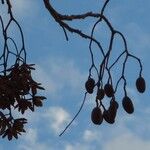 Cedrela odorata Fruit