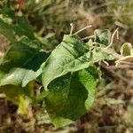 Solanum paniculatum Φύλλο