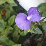 Otacanthus caeruleus Flower