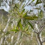 Melaleuca quinquenervia Yaprak