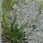 Biscutella laevigata Habit