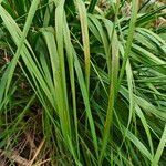 Molinia arundinacea Foglia