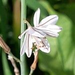 Asphodelus fistulosus Blomma