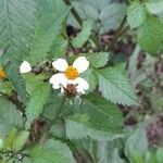 Bidens pilosa 葉