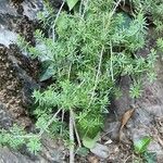 Galium maritimum Leaf