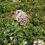 Valeriana officinalisBlomst