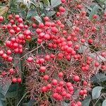 Nandina domestica Vaisius