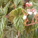 Begonia incarnata 葉