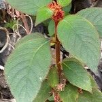 Kohleria spicata List